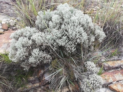 Helichrysum benthamii