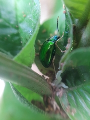 Chrysomelidae