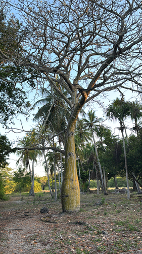 Barrigon Kapoktree