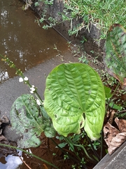 Echinodorus grandiflorus