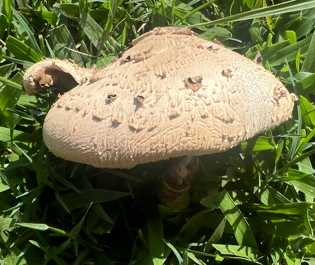 Chlorophyllum molybdites · March 2026 · photo: © vincent_mia_edie_verheyen (iNaturalist, cc-by)
