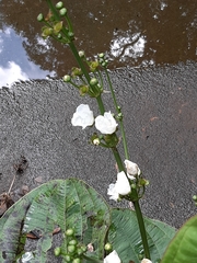 Echinodorus grandiflorus