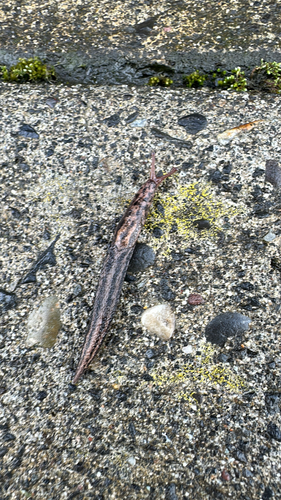 Limax maximus