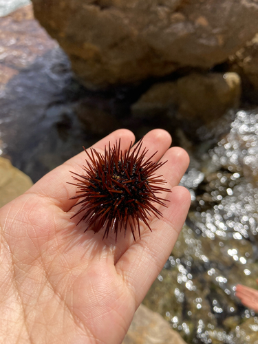 Atlantic Purple Sea Urchin