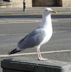 Larus argentatus