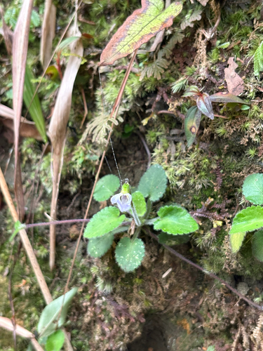 Spreading Violet (Viola diffusa)