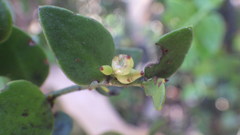 Tristerix corymbosus