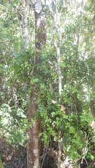 Tristerix corymbosus