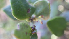 Tristerix corymbosus