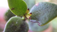 Tristerix corymbosus