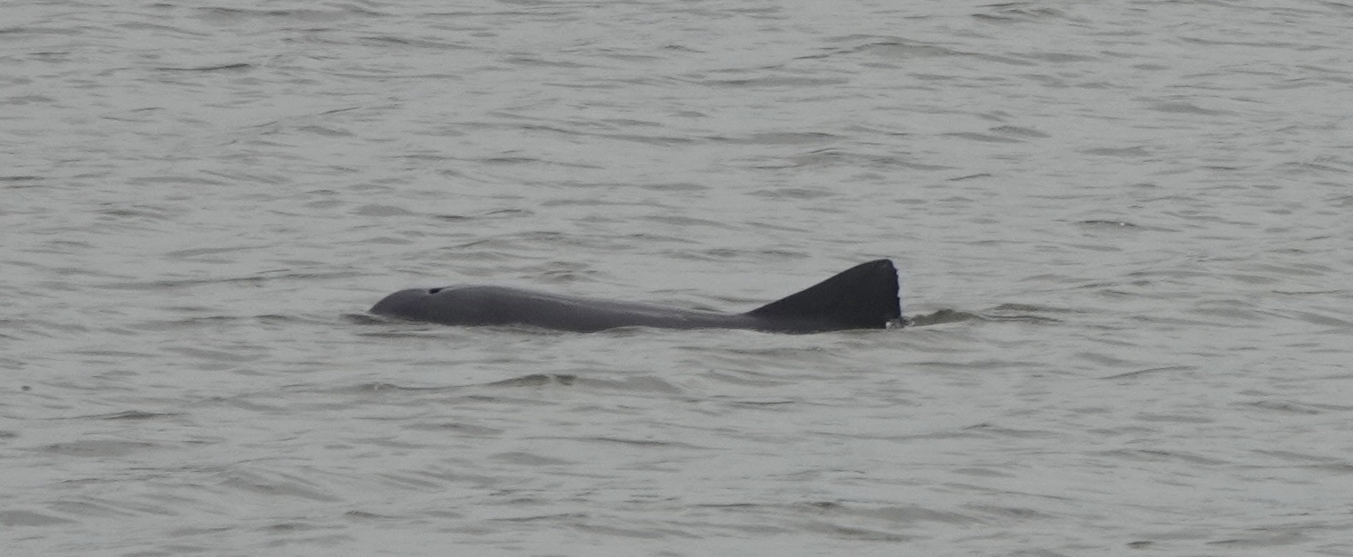 Sotalia guianensis