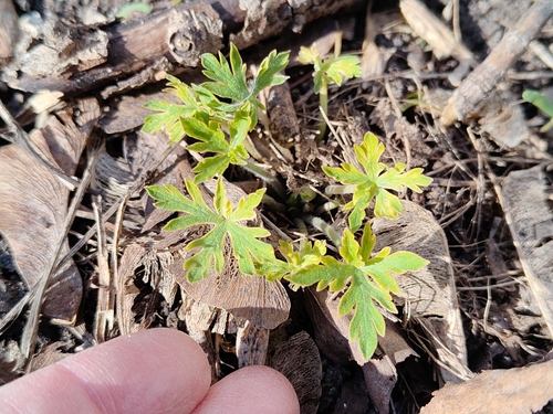Siberian Geranium (Geranium sibiricum)
