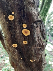 Fungi