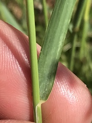 Eragrostis echinochloidea
