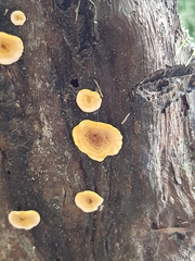 Fungi