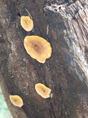 Fungi