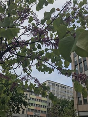 Cercis siliquastrum