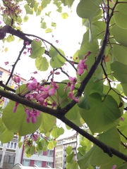 Cercis siliquastrum