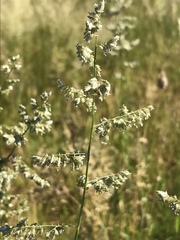 Eragrostis echinochloidea
