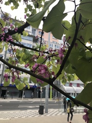 Cercis siliquastrum