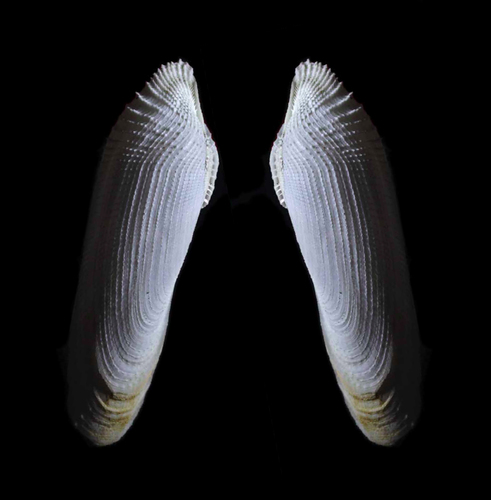 Common piddock