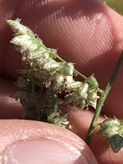 Eragrostis echinochloidea