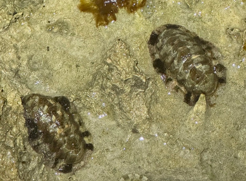 Acanthopleura granulata