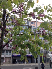 Cercis siliquastrum