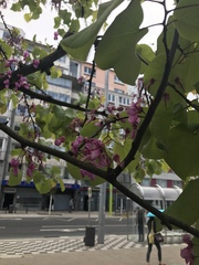Cercis siliquastrum