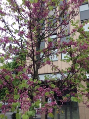 Cercis siliquastrum