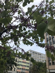 Cercis siliquastrum