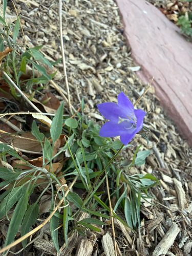 western harebell (Campanula petiolata)