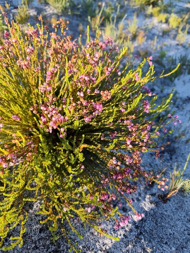 Iron Heath (Erica ferrea)