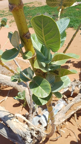 giant milkweed
