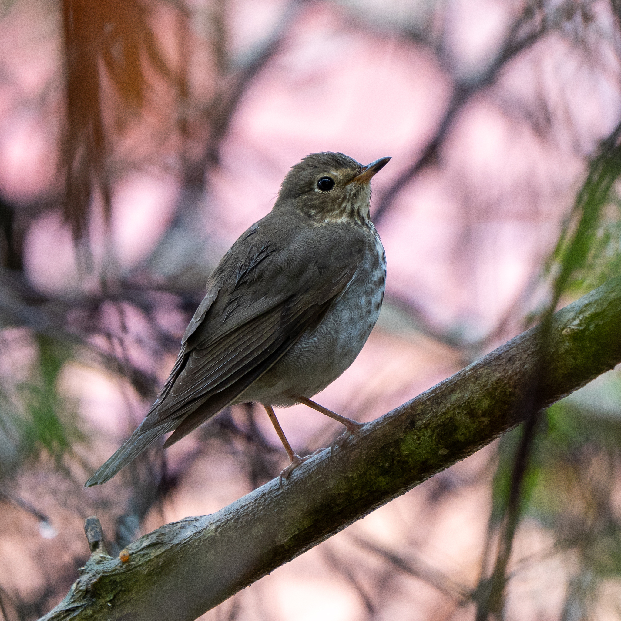 Swainson's Thrush (Catharus ustulatus), photo 8