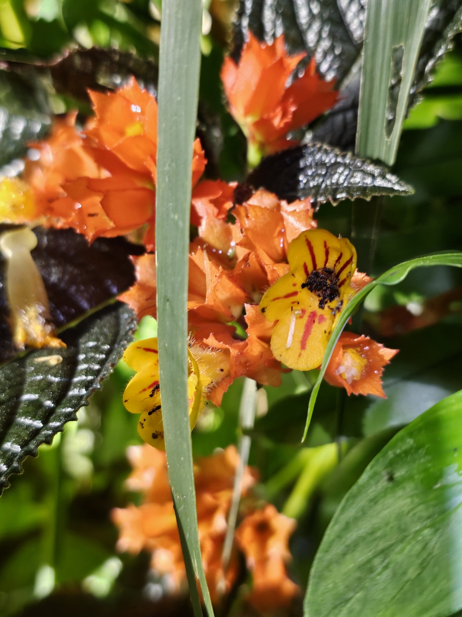 Squarestem (Chrysothemis pulchella)