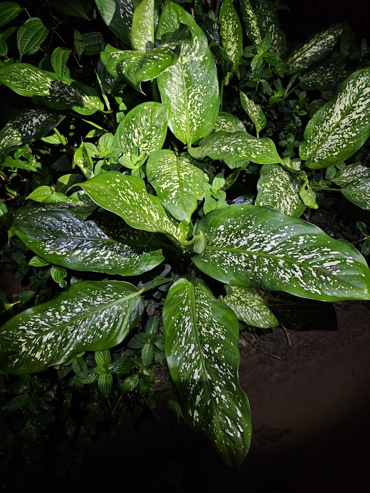 Dumb Cane (Dieffenbachia seguine)