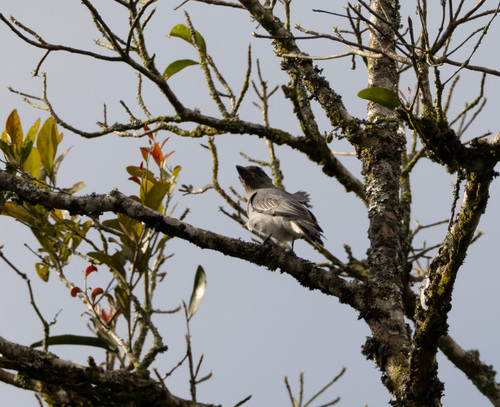 Malayan Cuckooshrike (Coracina larutensis), photo 7