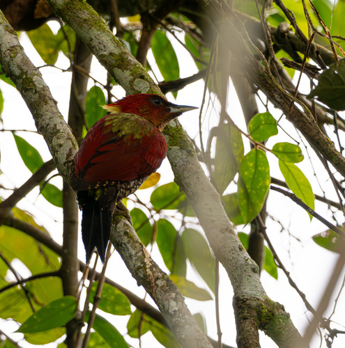 Banded Woodpecker (Chrysophlegma miniaceum)