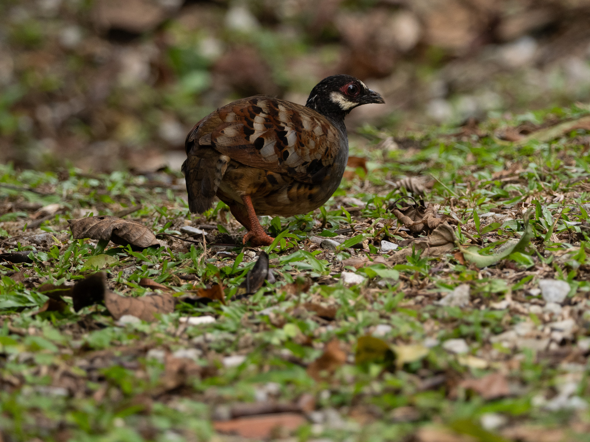 Malayan Partridge (Arborophila campbelli), photo 1