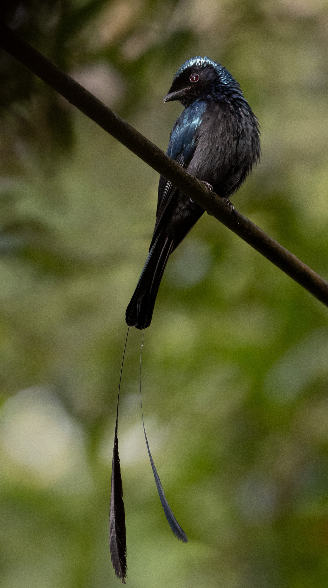 Lesser Racket-tailed Drongo (Dicrurus remifer), photo 3