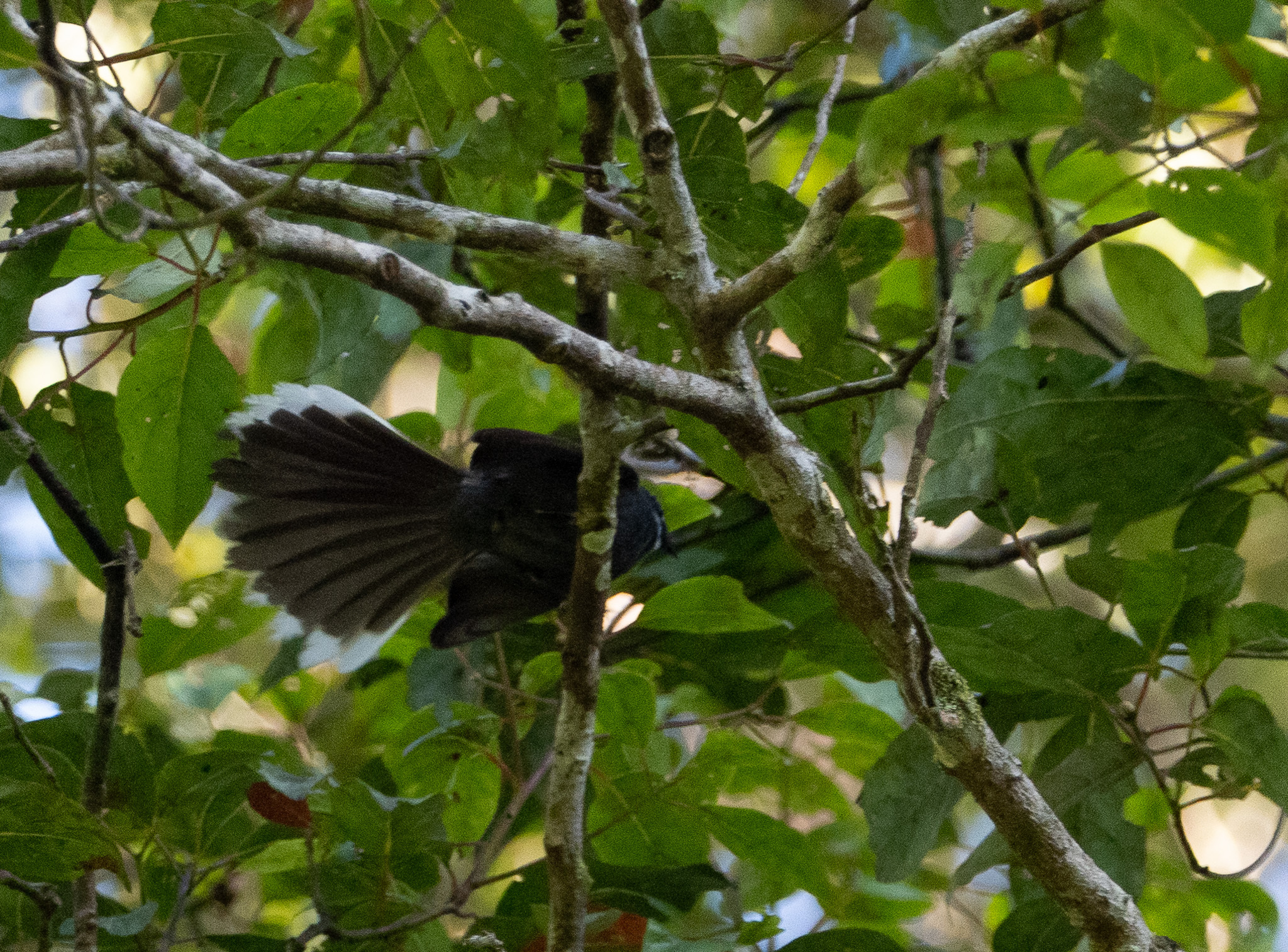 White-throated Fantail (Rhipidura albicollis), photo 5