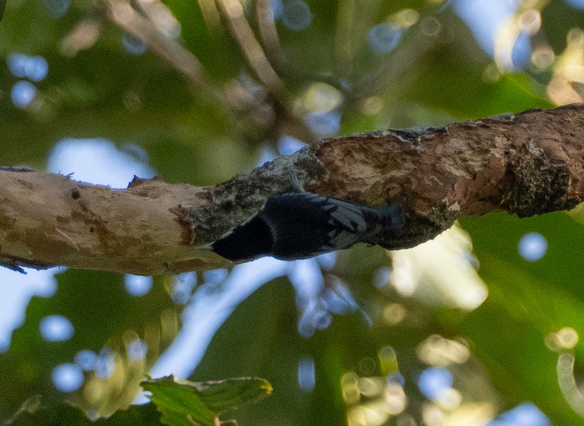 Blue Nuthatch (Sitta azurea), photo 5