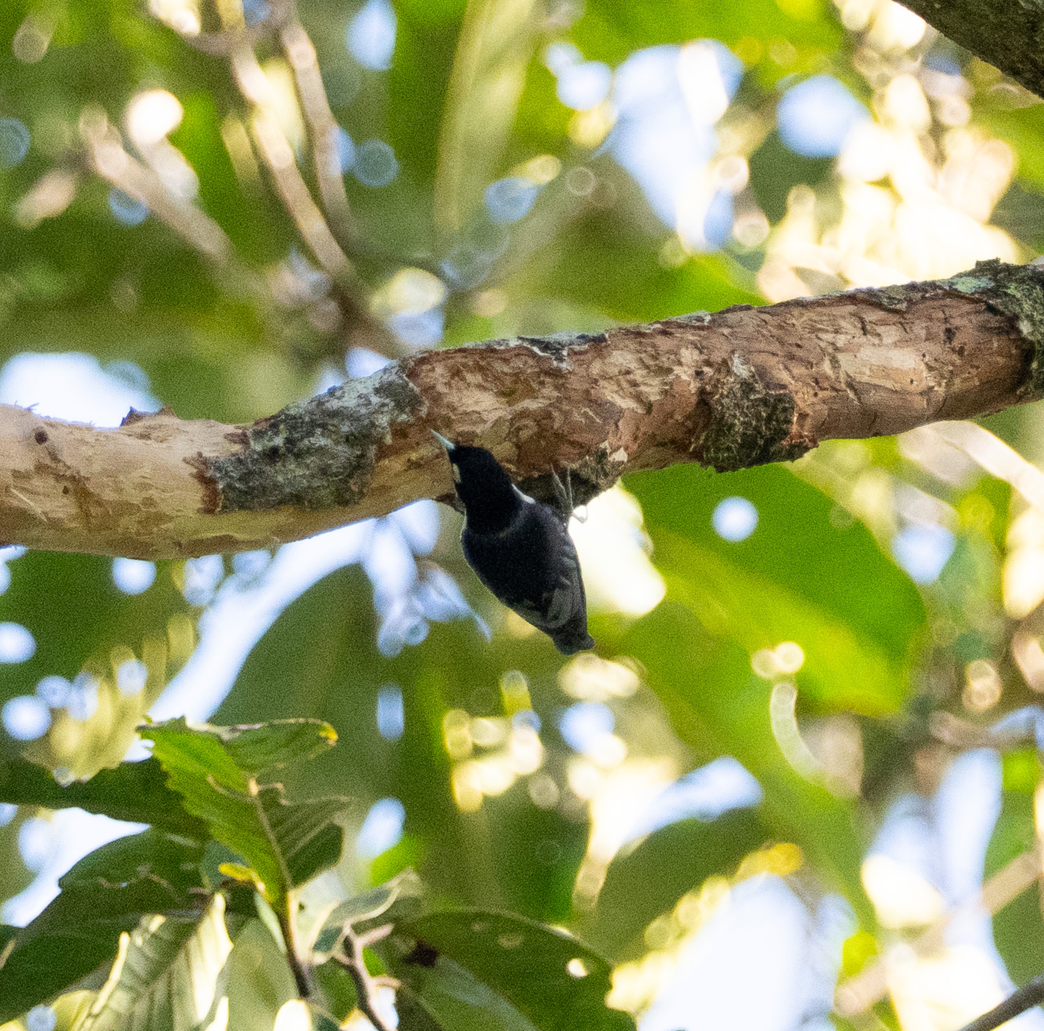 Blue Nuthatch (Sitta azurea), photo 6