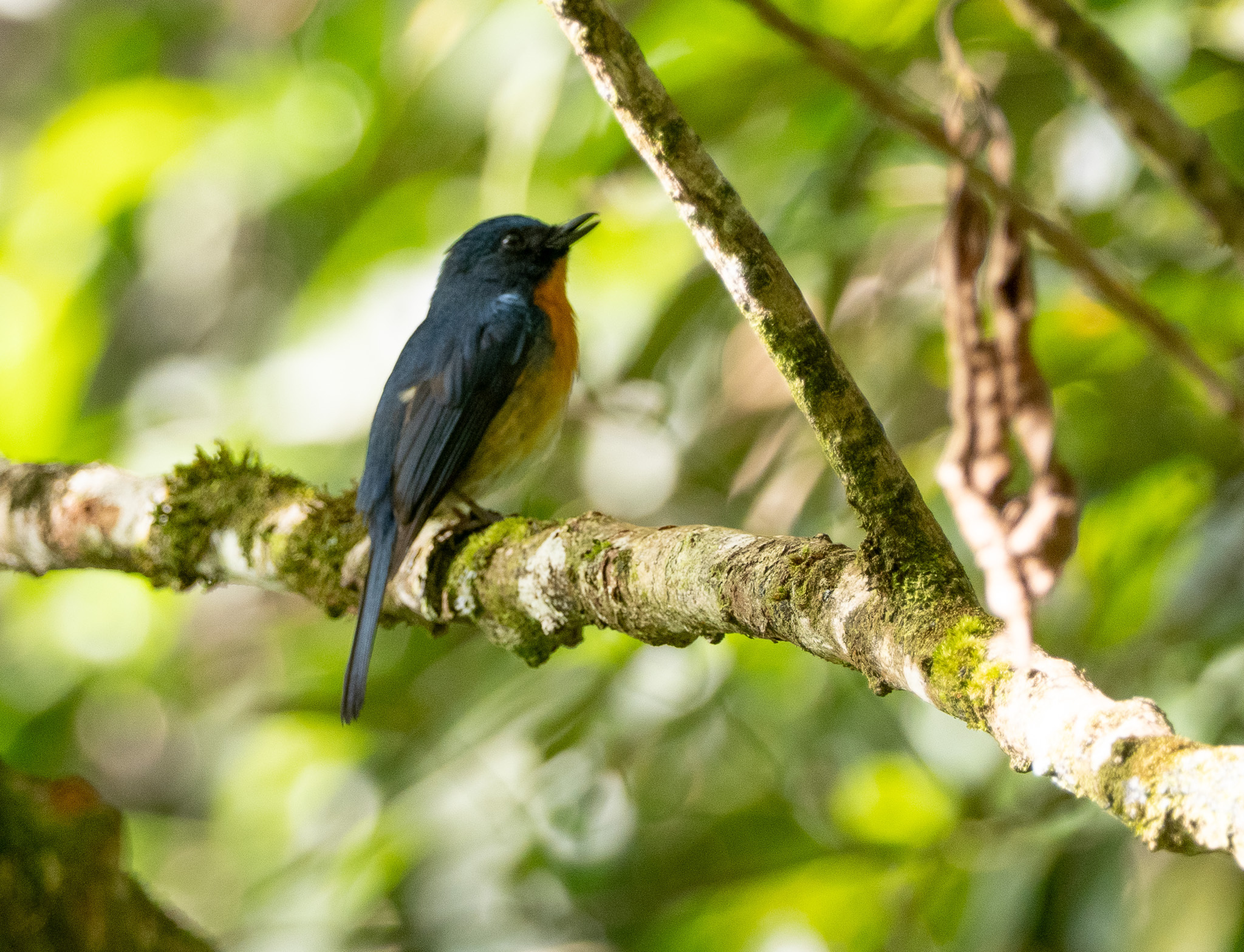 Hill Blue Flycatcher (Cyornis whitei), photo 6