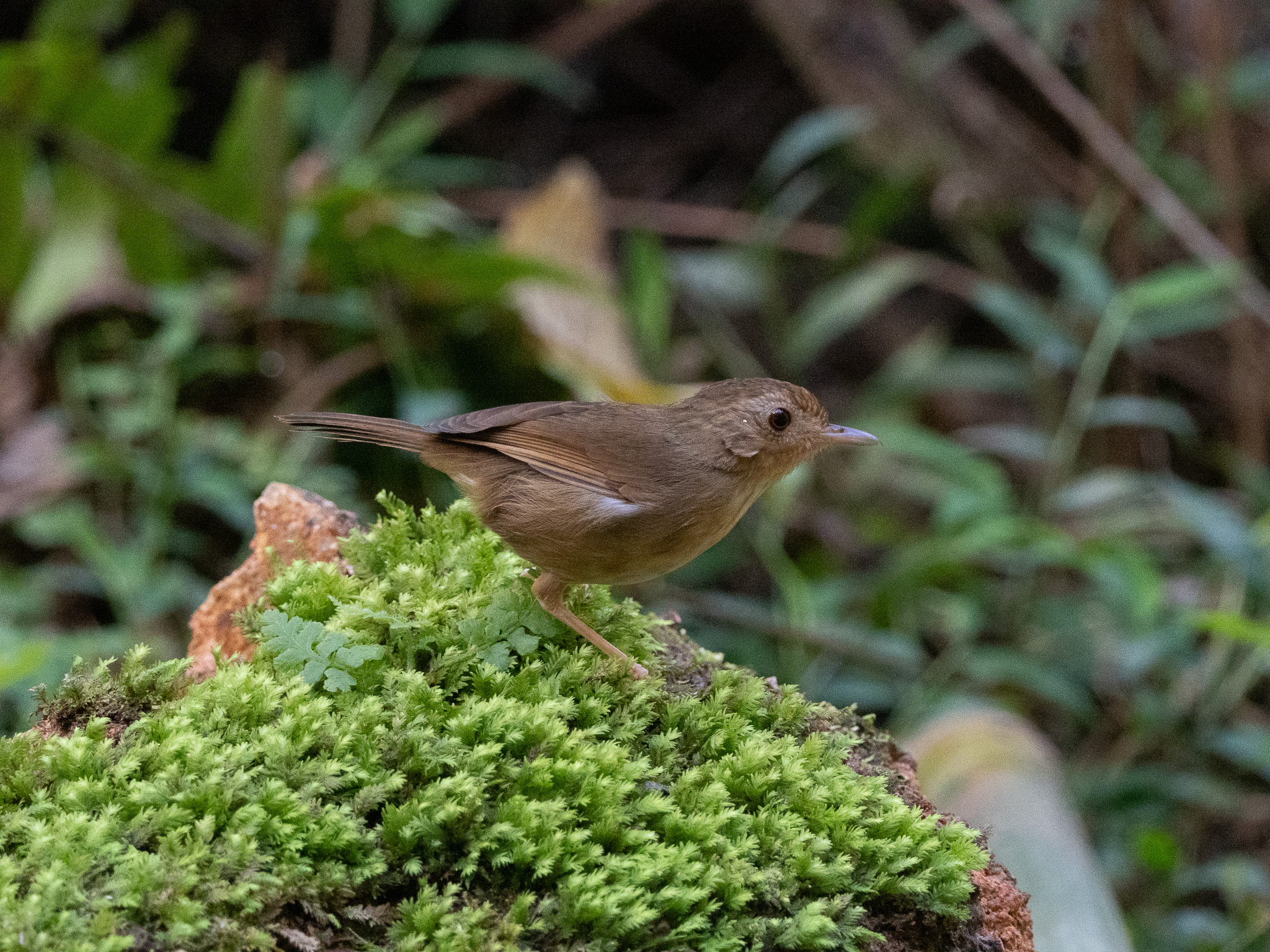 Buff-breasted Babbler (Pellorneum tickelli), photo 2