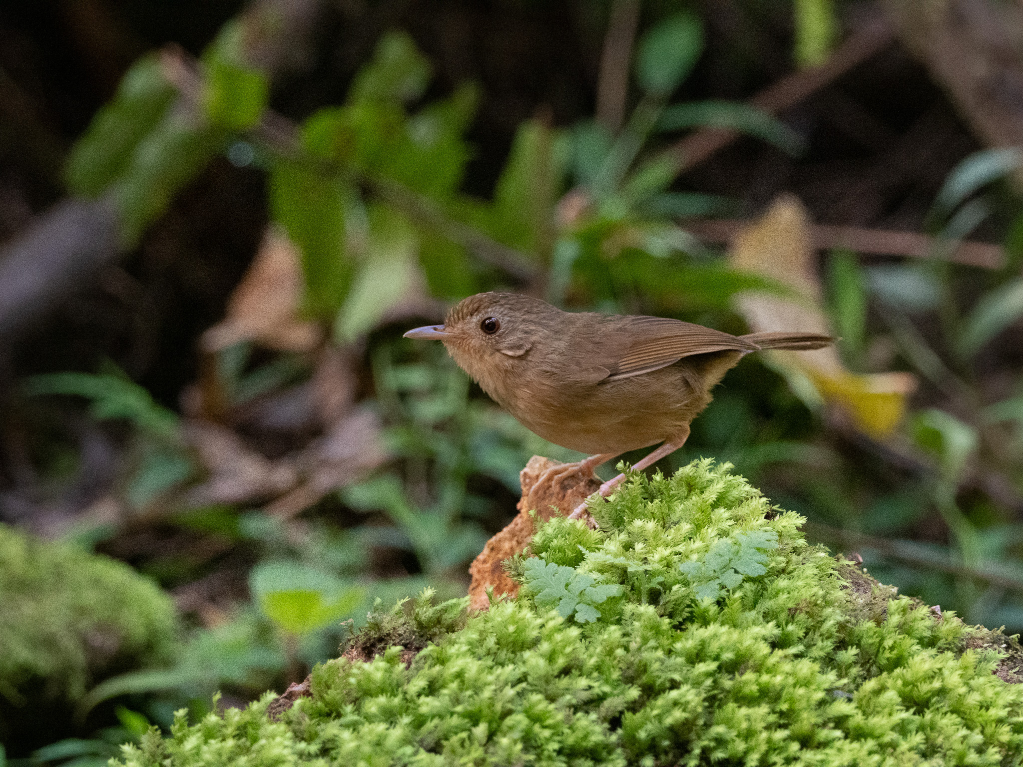Buff-breasted Babbler (Pellorneum tickelli), photo 3