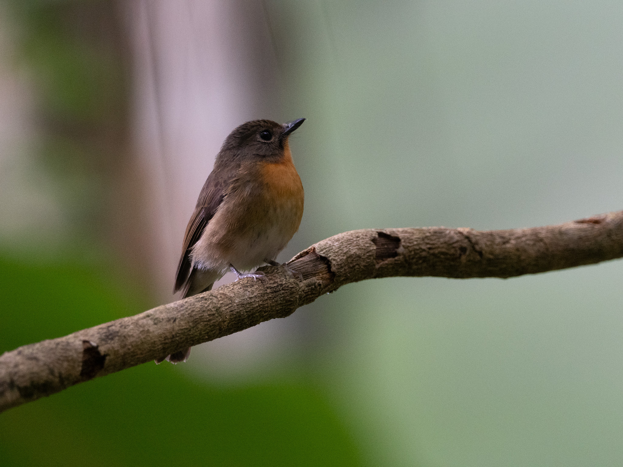 Hill Blue Flycatcher (Cyornis whitei), photo 7