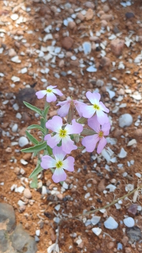 Marcus-kochia triloba