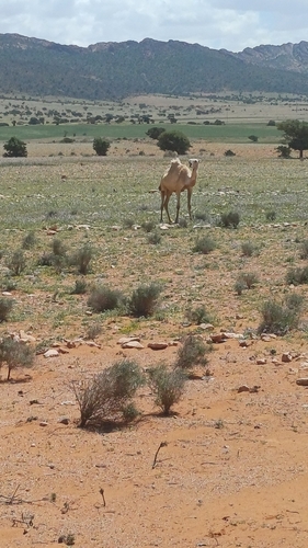 Dromedary Camel